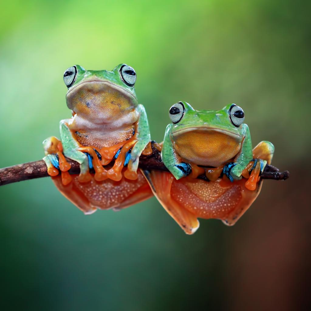 frog