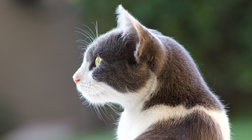 cat2