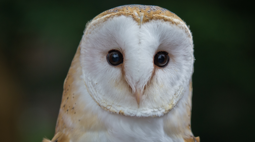 Barn owl