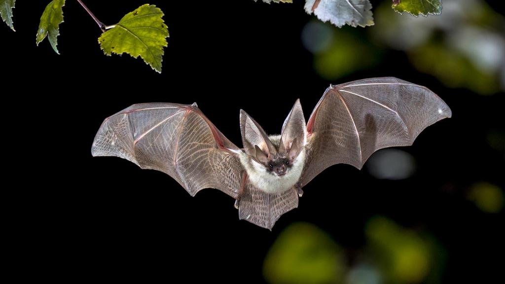 Bats – using ears to see 
