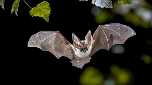 Bats – using ears to see 