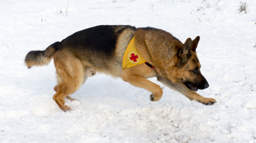 rescue dog