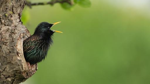 Loud, louder, loudest - how birds are adapting to city life
